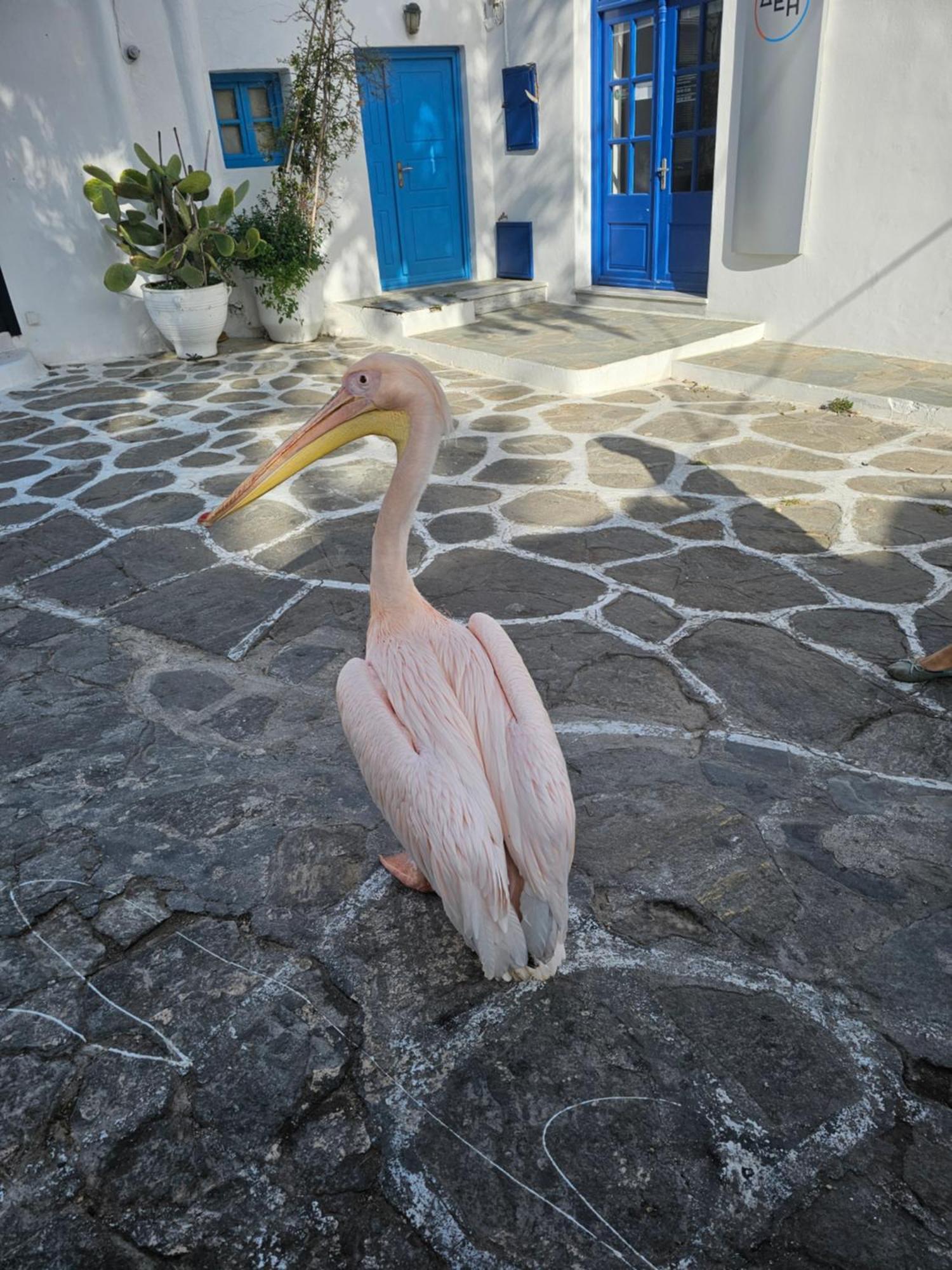 Appartement Lalaland Mykonos Town